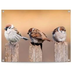 Tuinposter Vogels 60x80 Cm Beige