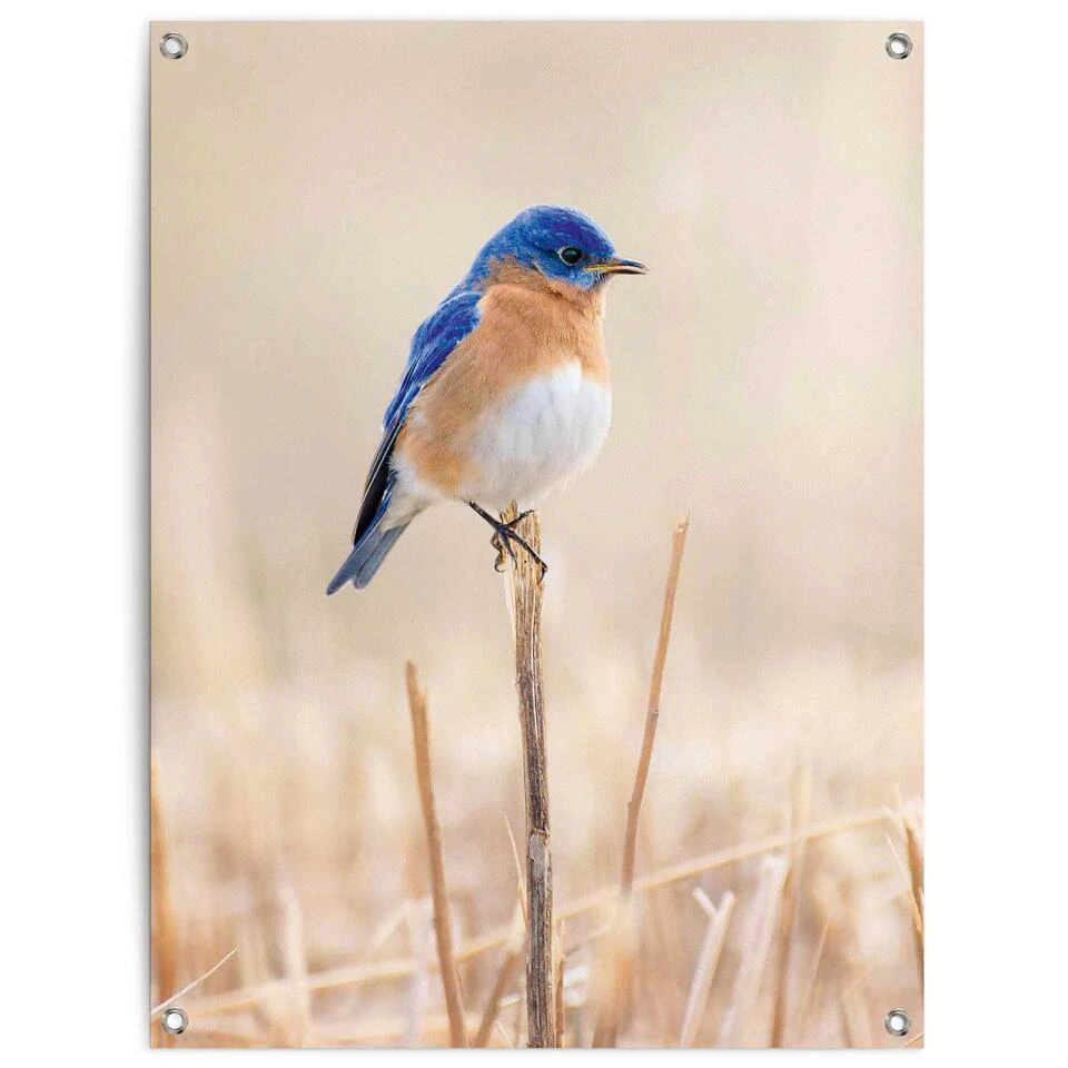 Tuinposter Blauw Vogeltje 80x60 Cm Blauw