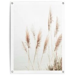Tuinposter Pampas 80x60 Cm Beige