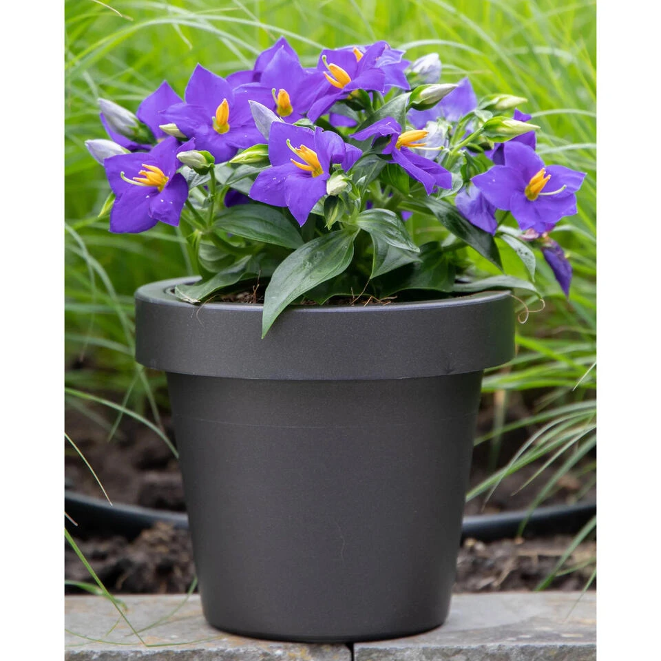 Mega Collections Plantenpot/bloempot - Kunststof - Zwart - D30 Cm - Afbeelding 2
